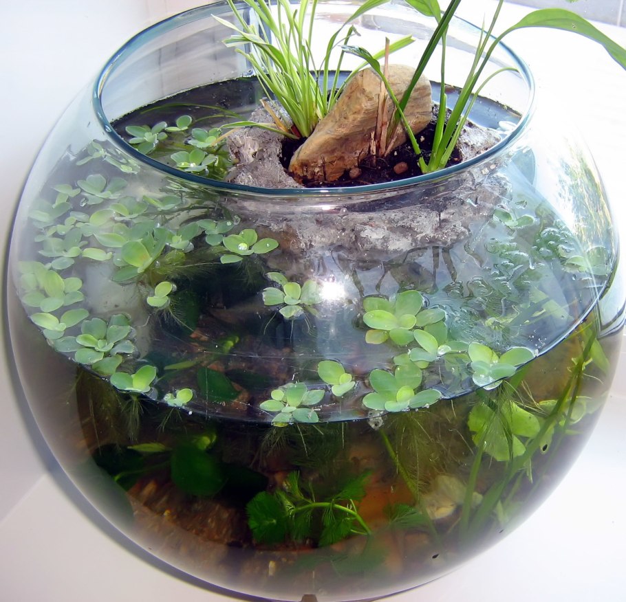 Эйхорния Водный гиацинт