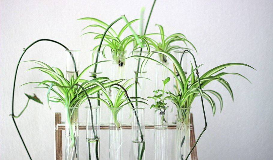 Луковичные цветы в вазе с водой