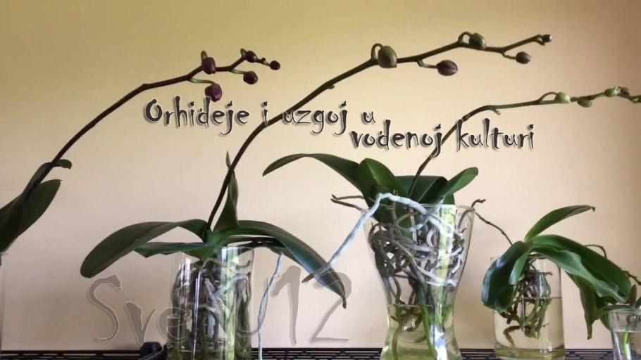 Гиппеаструм цветонос