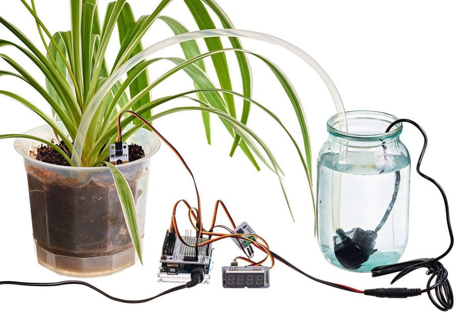 Драцена Сандера спираль