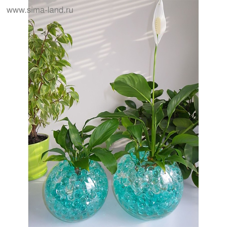 Циперус Папирус всходы