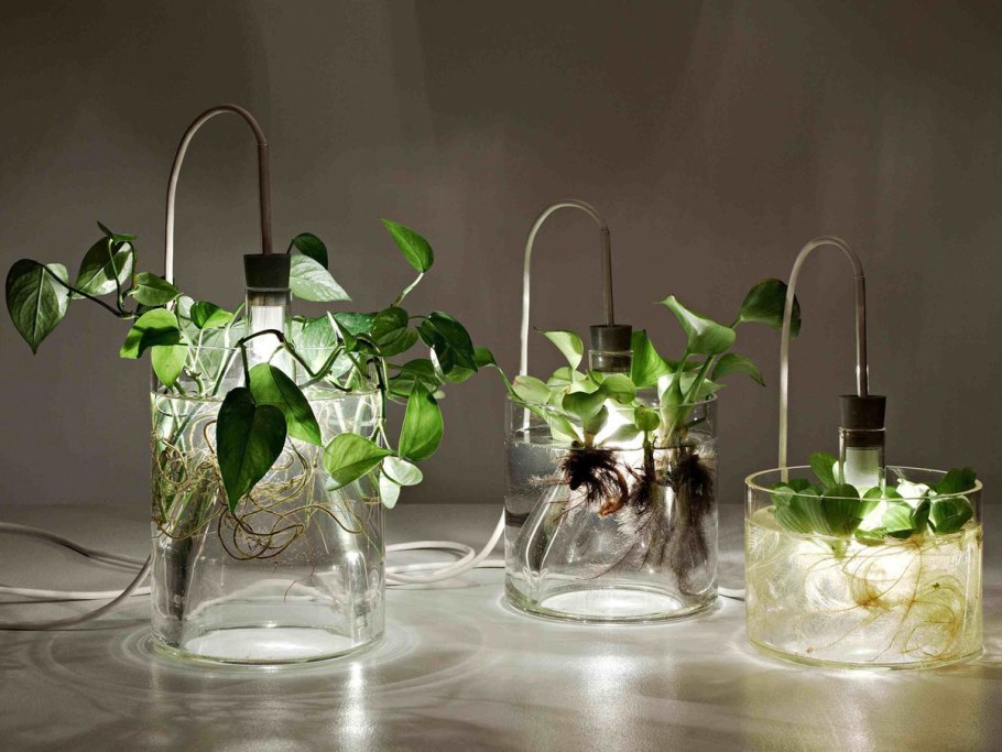 Фитильный полив для спатифиллума