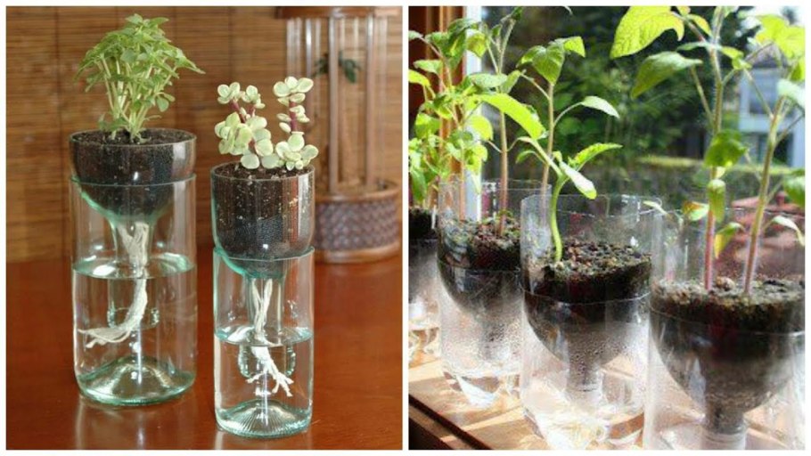 Тюльпаны луковицы пророщенные