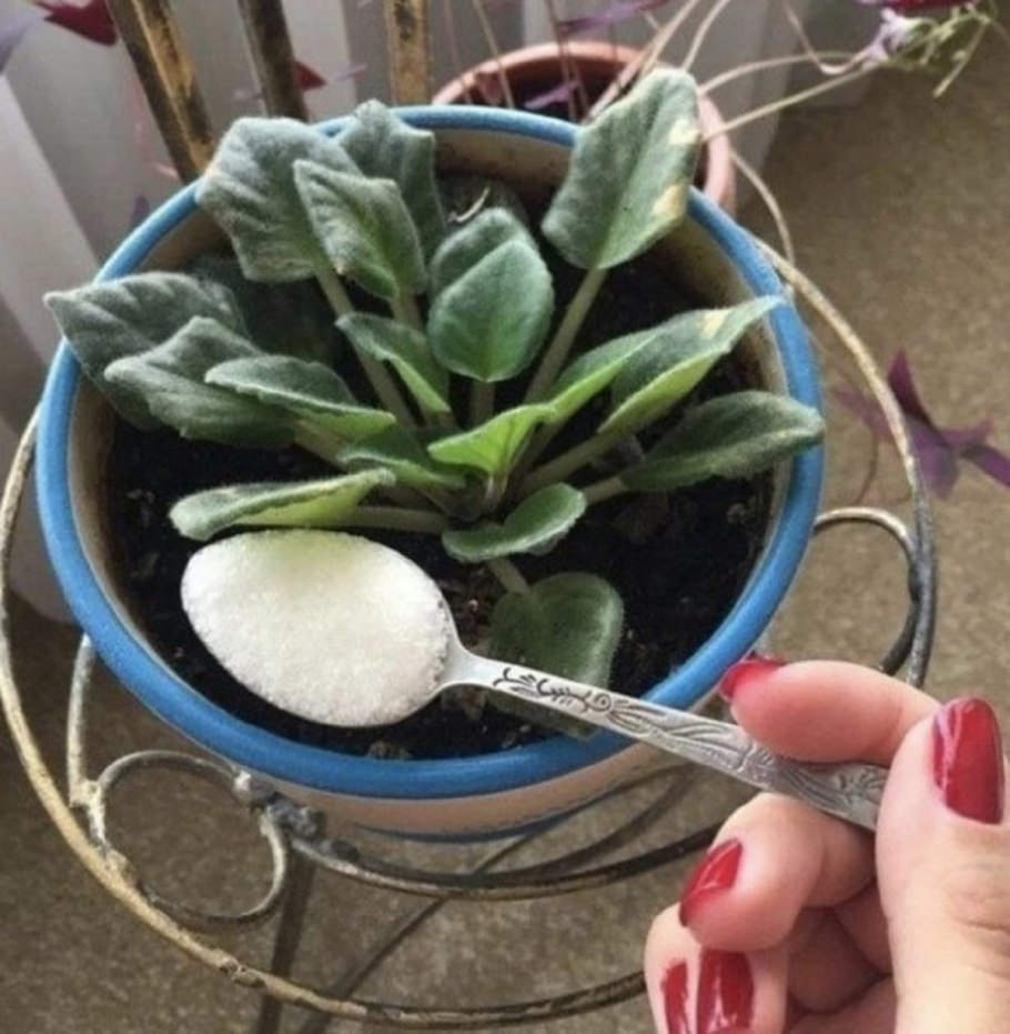 Флорариум с эпифитами