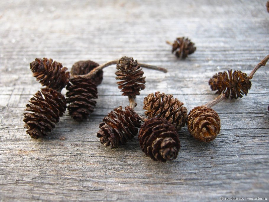 Шишки ольхи шишки ольхи