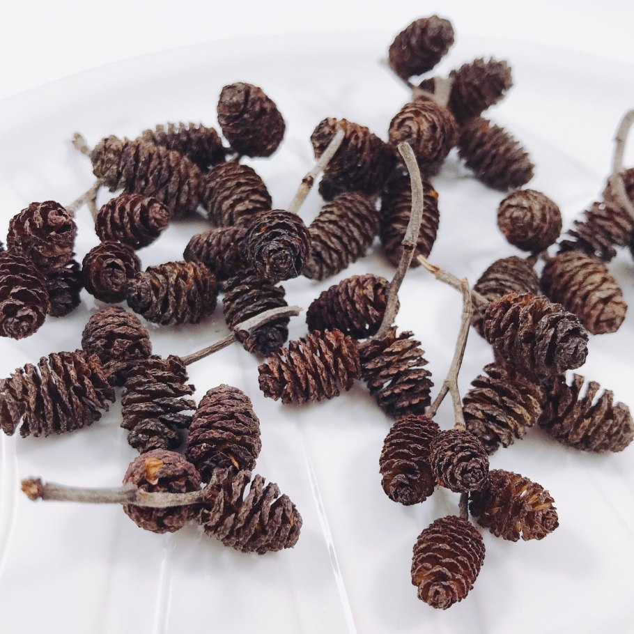 Ольховые соплодия