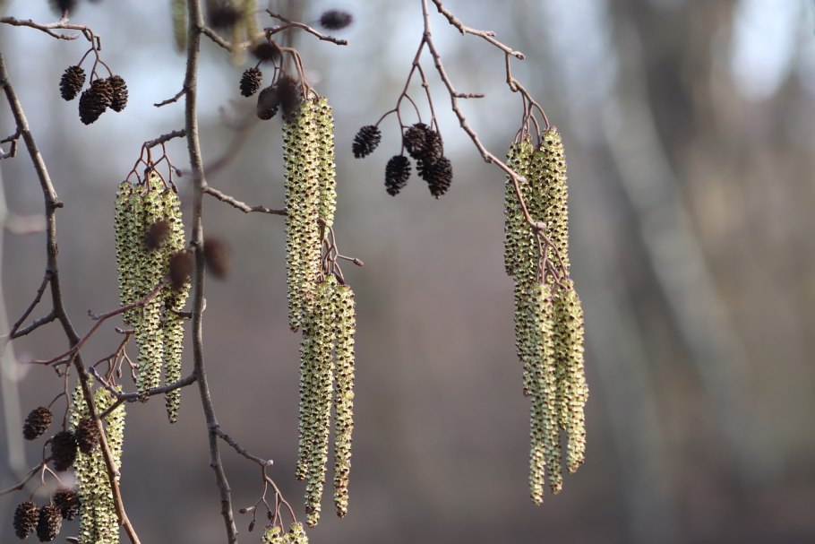 Ольха серая Alnus incana