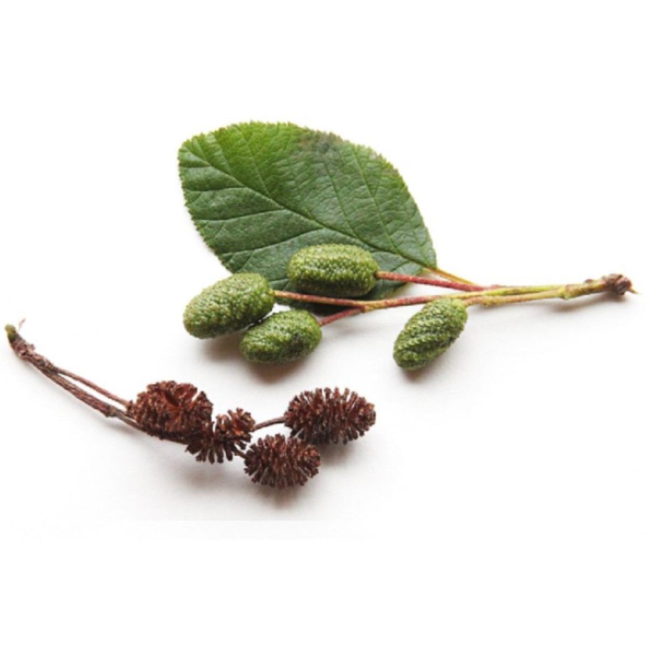 Ольха серая соцветия