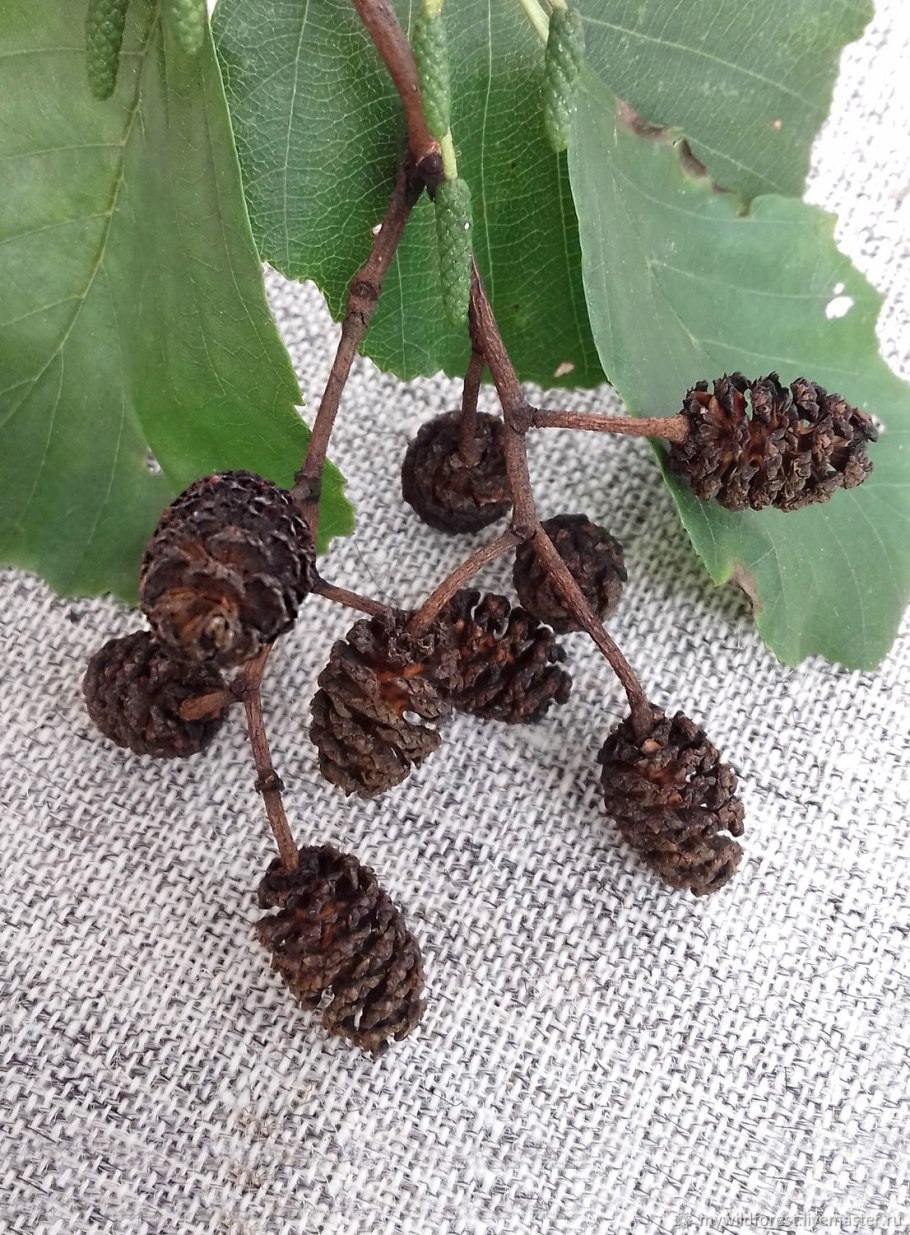 Соплодия ольхи