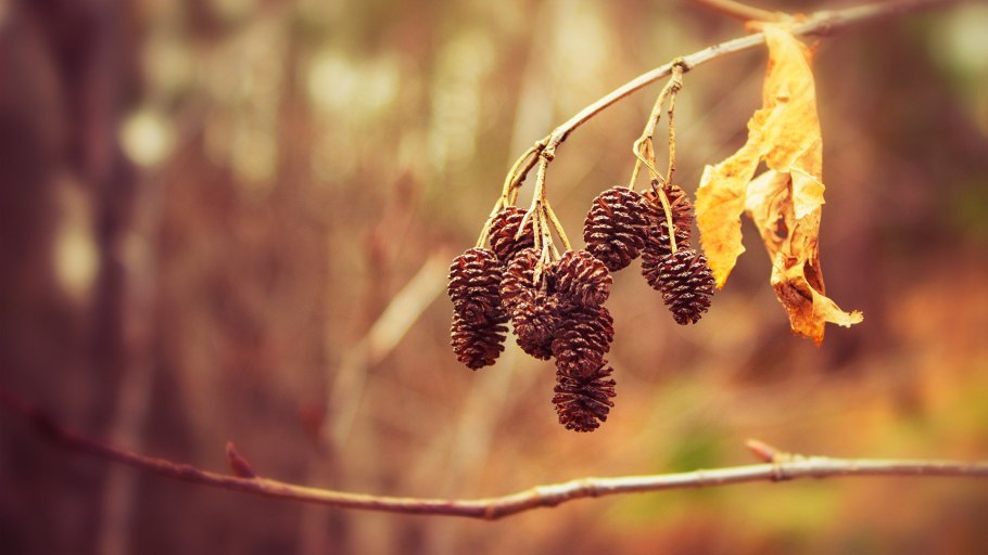 Ольховые шишки осенью