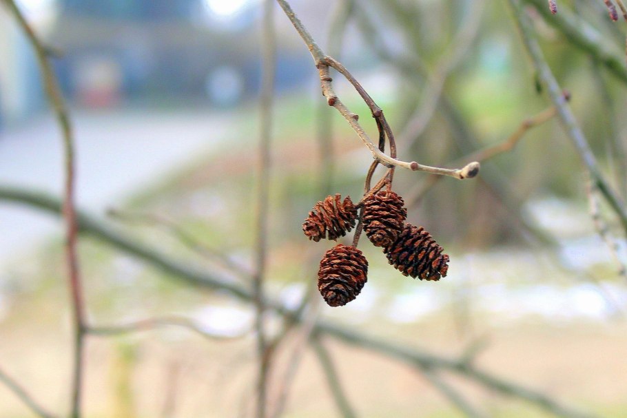 Соплодия ольхи серой