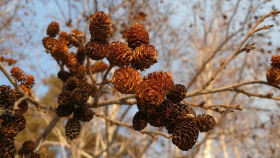 Ольха серая Alnus incana
