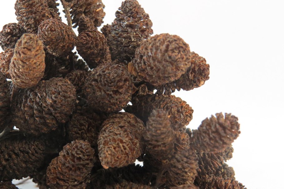 Ольха (шишки), 50гр