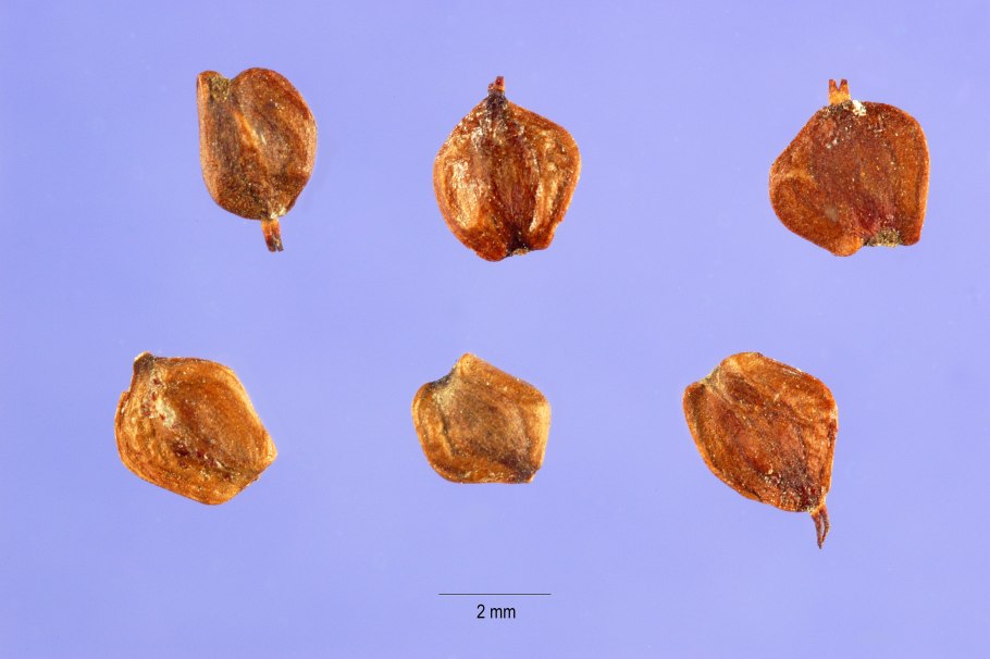 Сосновые шишки маленькие