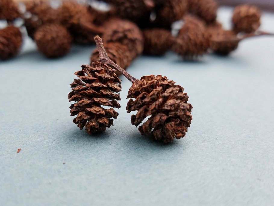 Ольха сердцелистная