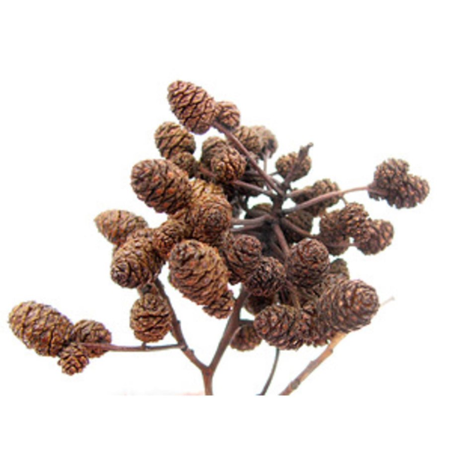 Ольха дерево