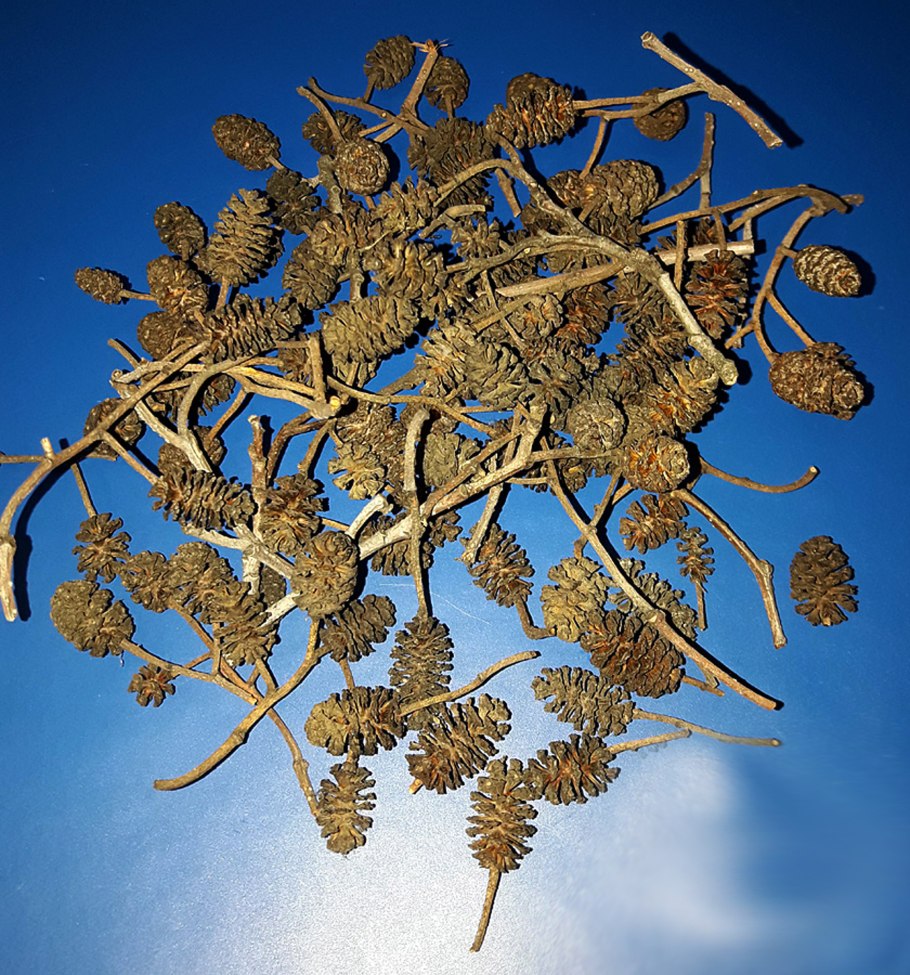 Соплодия ольхи