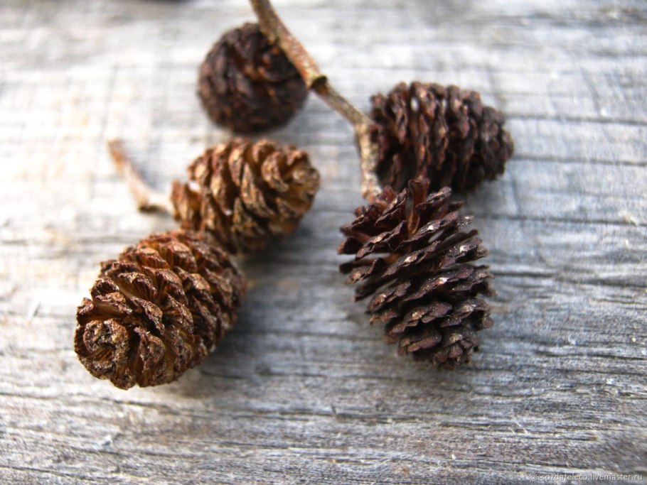 Шишки сосны не раскывшиеся