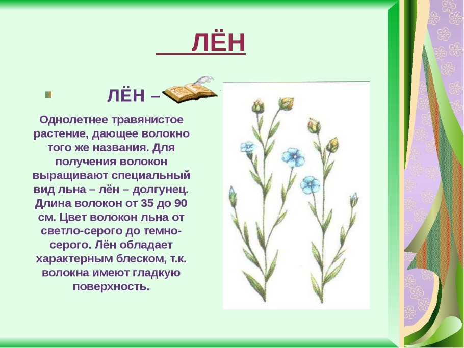 Лен культурное растение