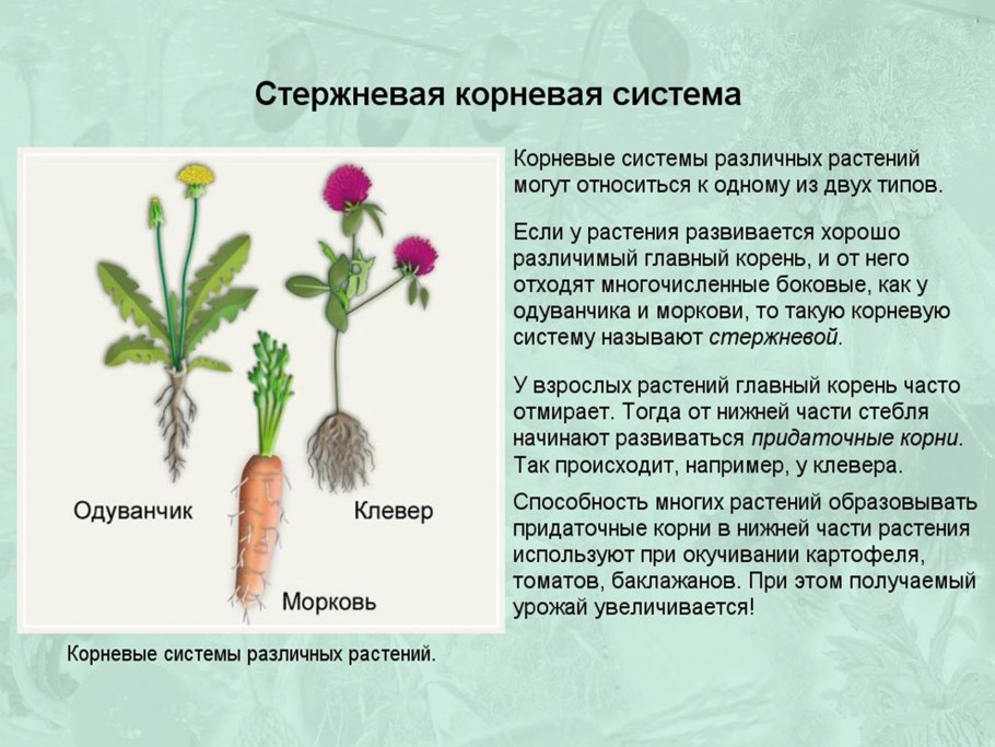 Лен-долгунец волокно