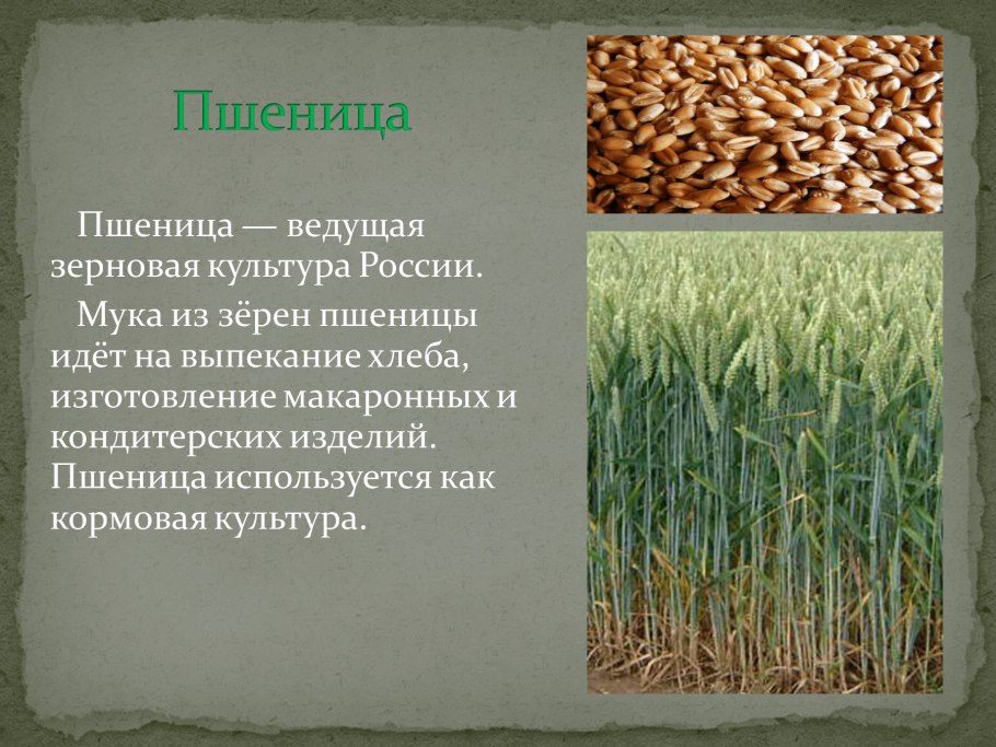 Растение в поле с белым хвостом