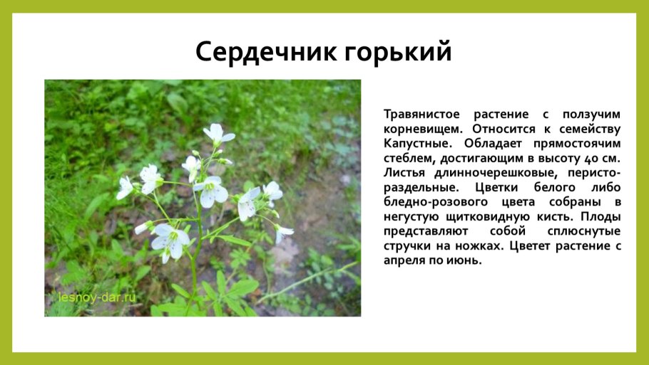 Части стебля растения