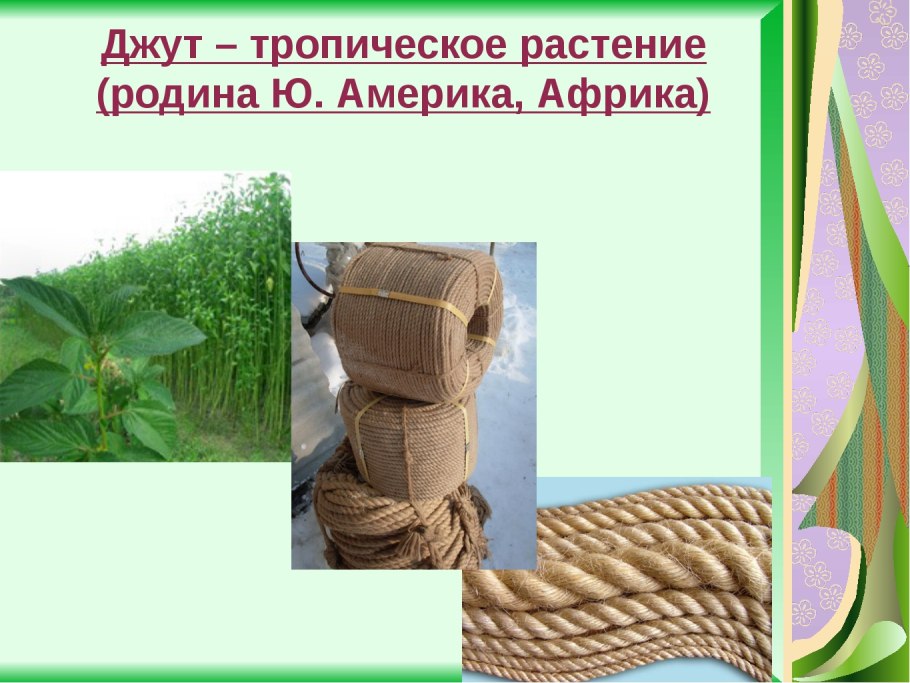 Джут – тропическое растение (Родина ю. Америка, Африка)