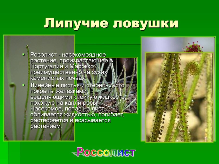 Засухоустойчивые степные растения