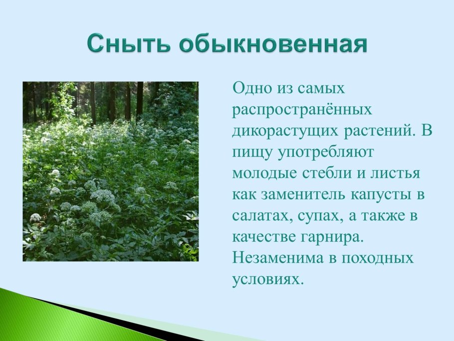 Рогоз узколистный корневище