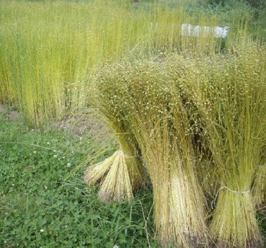 Снопы льна