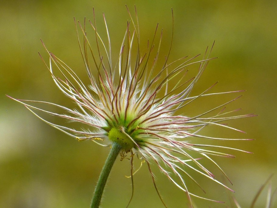Камыша Arundo Donax