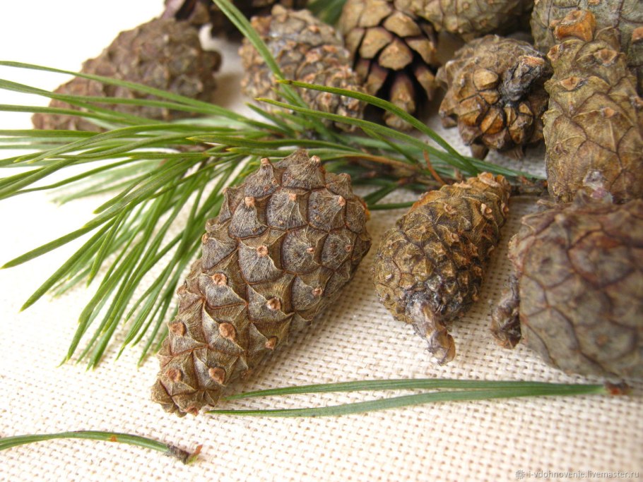Сосновая шишка закрытая