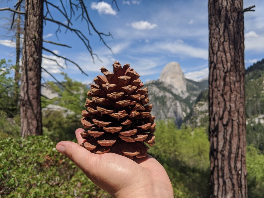 Сосновая шишка Геншин