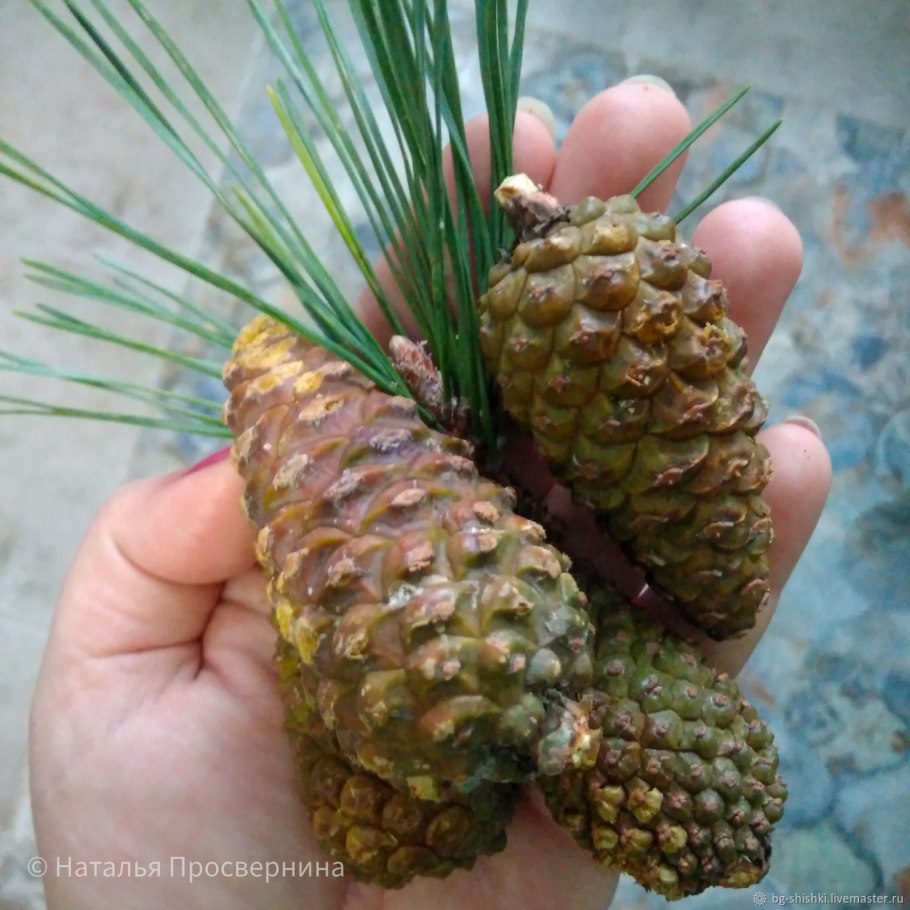 Шишкарь кедролаз