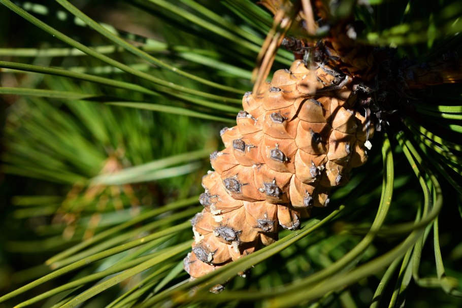 Pinus Sylvestris шишки