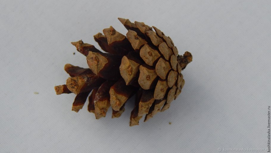 Pinus Sylvestris (Pinaceae)