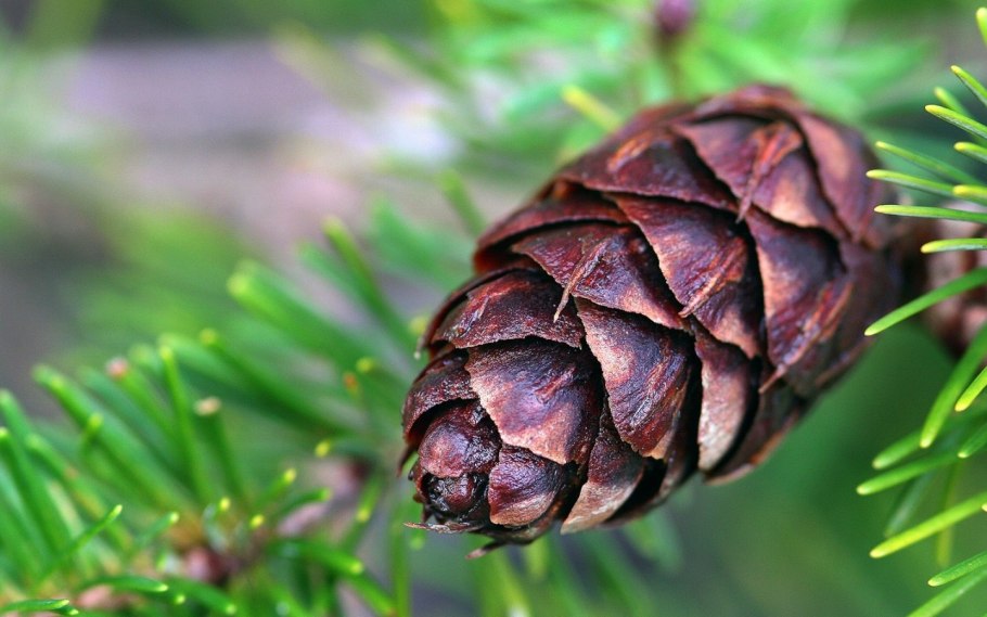 Сибирский кедр