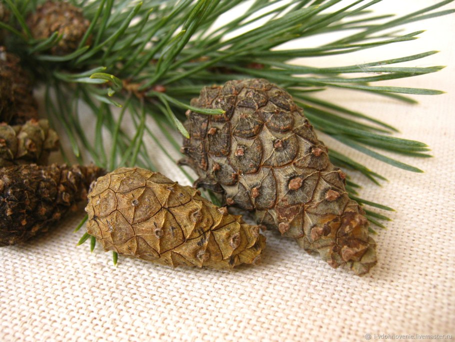 Сосновая шишка закрытая