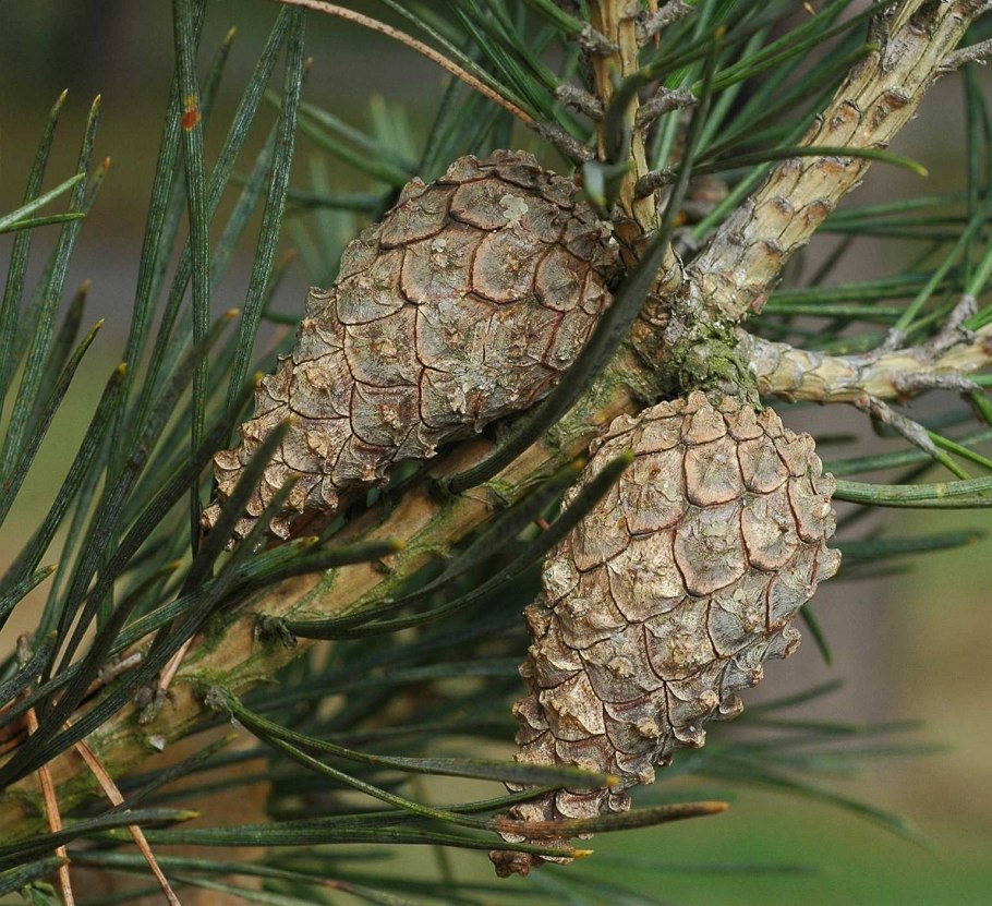 Pinus pinaster шишки