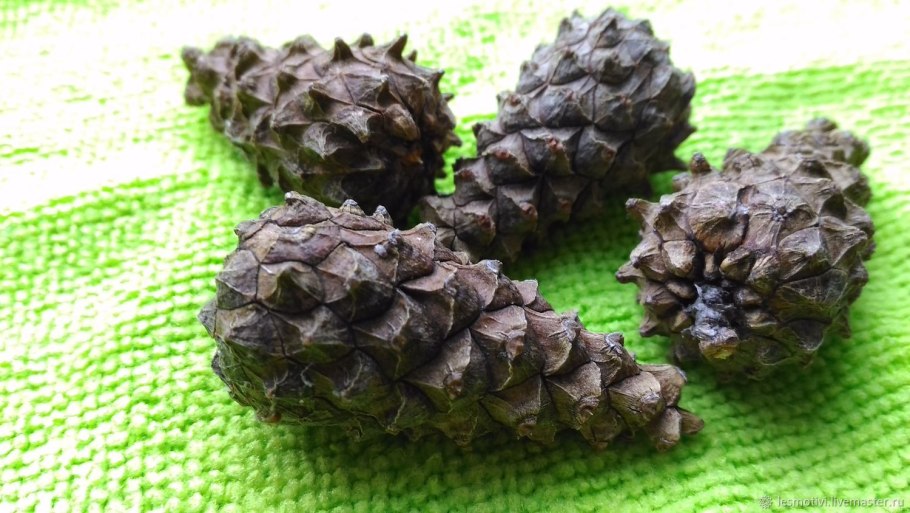 Сосновая шишка закрытая