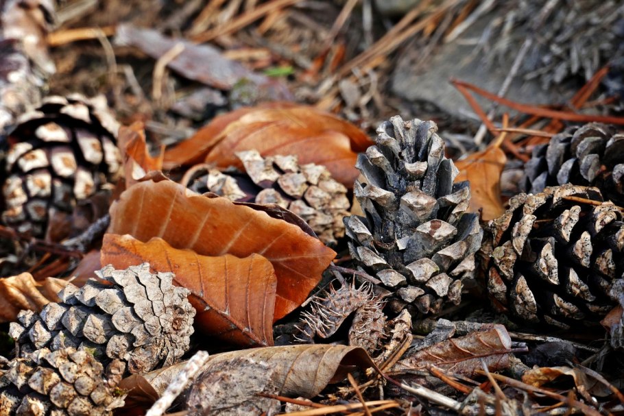 Сосновые шишки НЕРАСКРЫВШИЕСЯ
