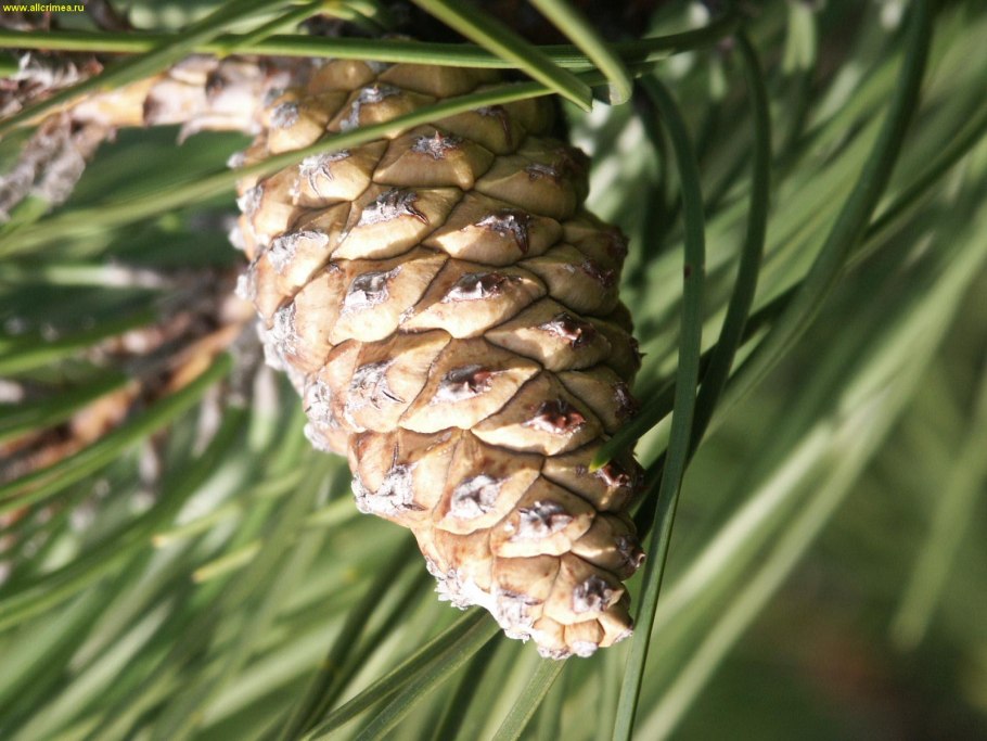 Зрелые шишки сосны