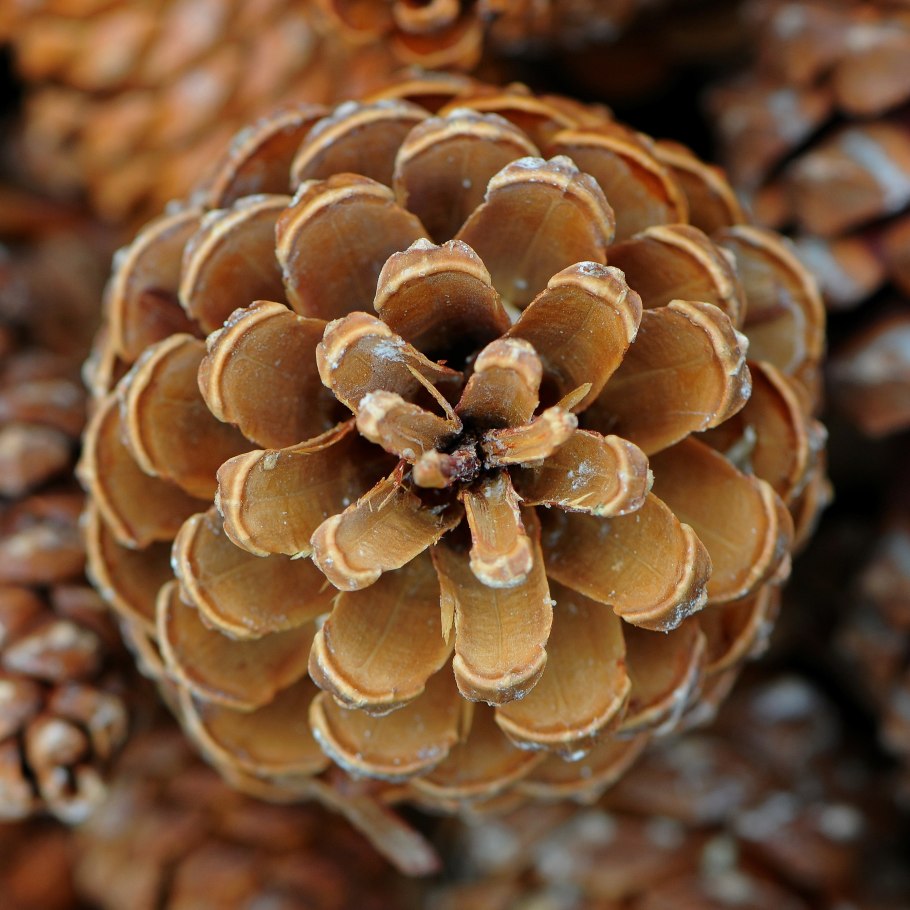 Сосна гималайская шишки