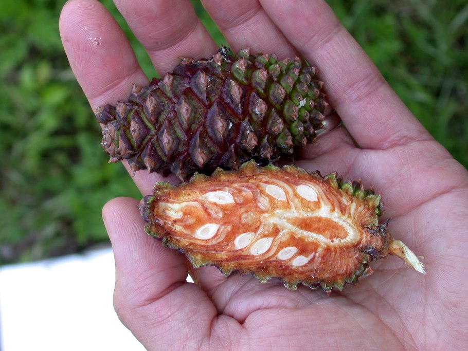 Маленькие шишки