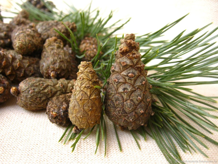 Pinus lambertiana Cones