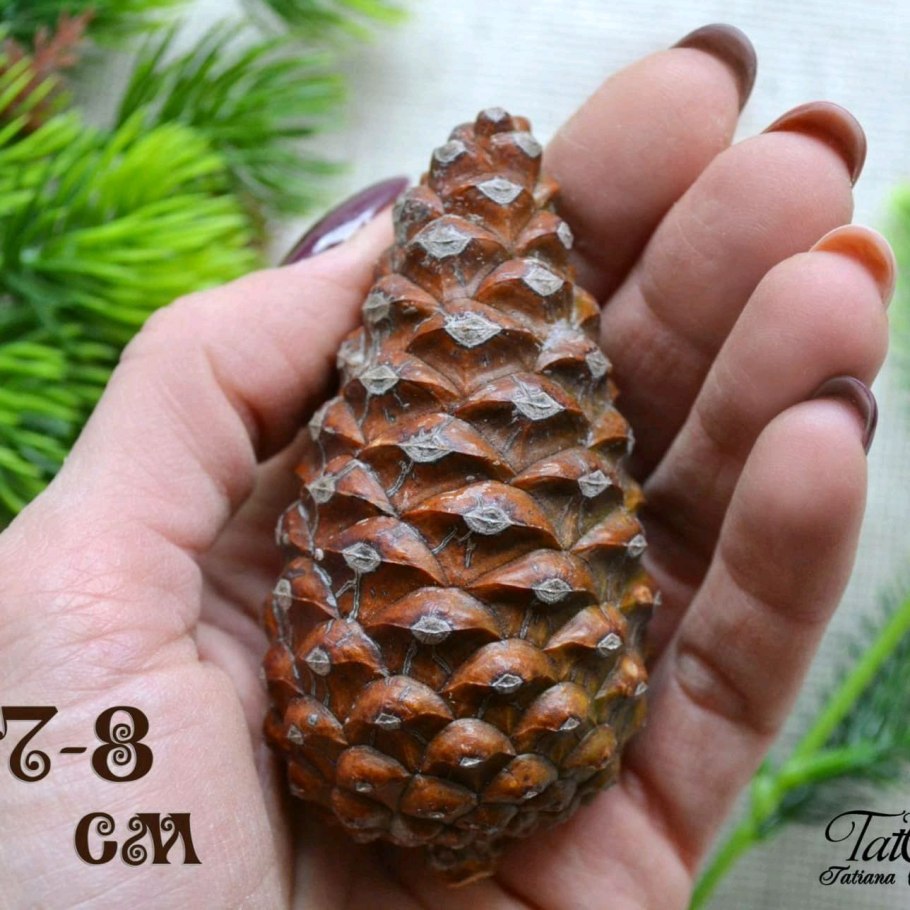 Шишка осень