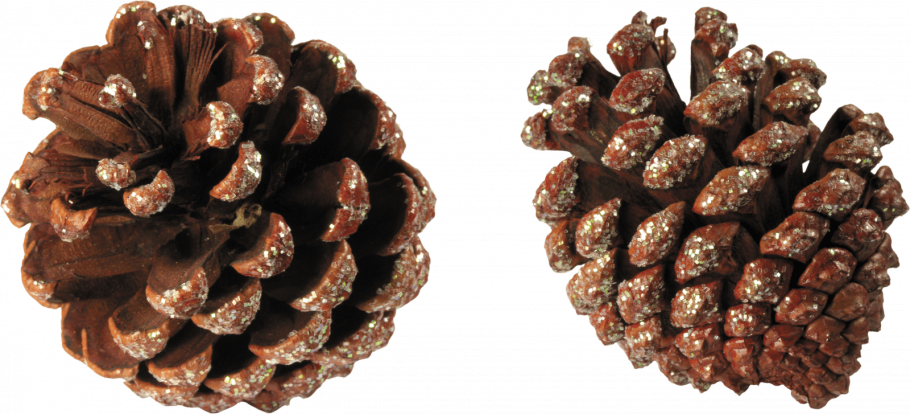 Хвоинки дерева сосна Кедровая