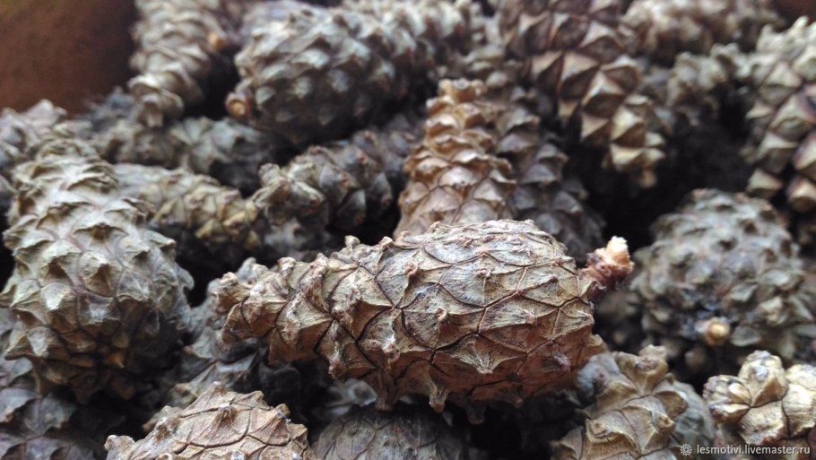 Сосна Пиния шишки