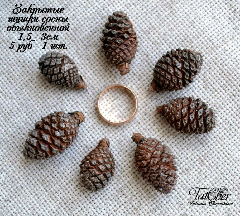Сосна Пицундская шишки