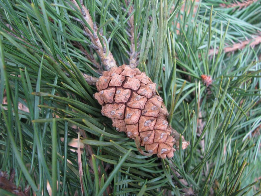 Сибирская сосна шишки, хвои семена